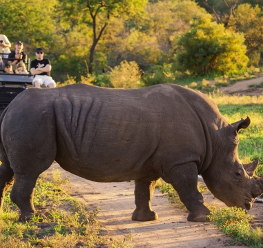 Safari, Game Viewing & Wildlife